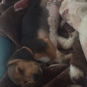 Meet your Posher, Diana